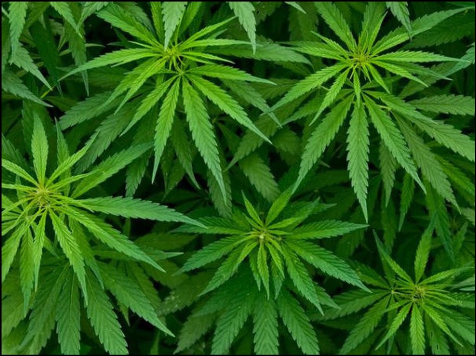 Huile de cannabis cbd : un commerce tres connu en France