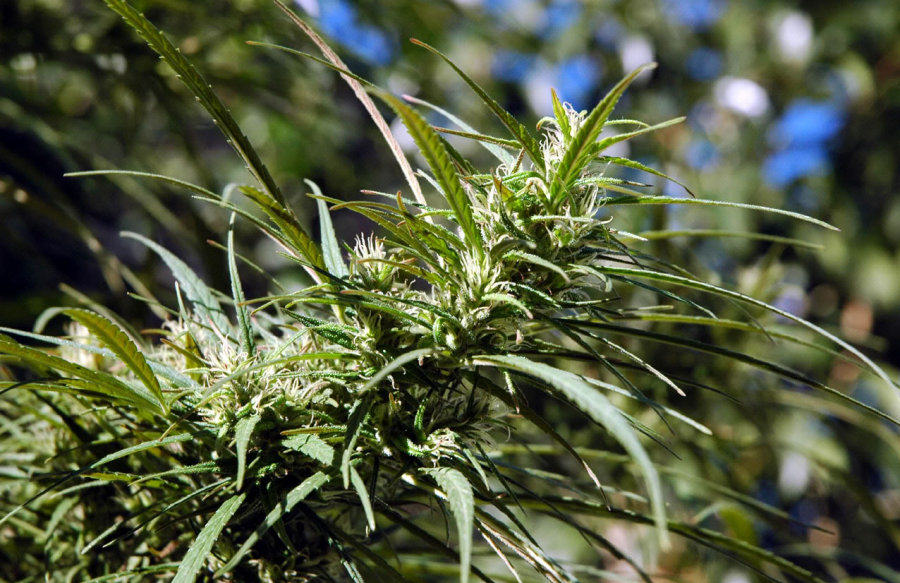 Savoir plus sur le Cannabis haze.