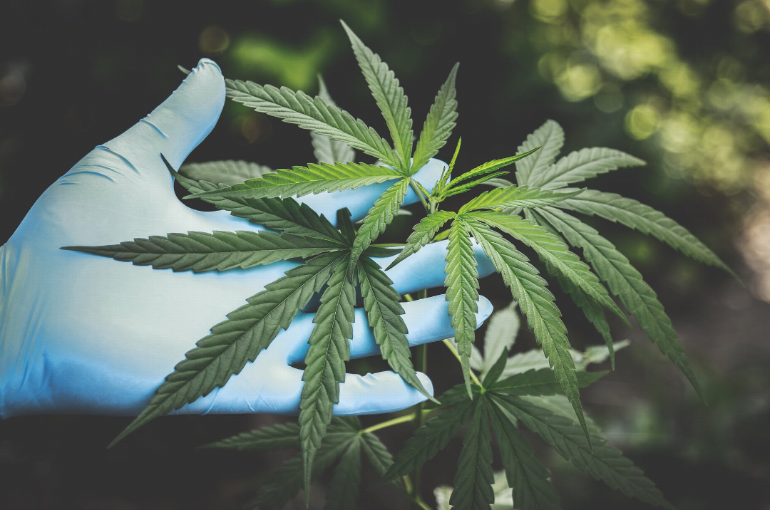 Comment distinguer les feuilles de cannabis ?