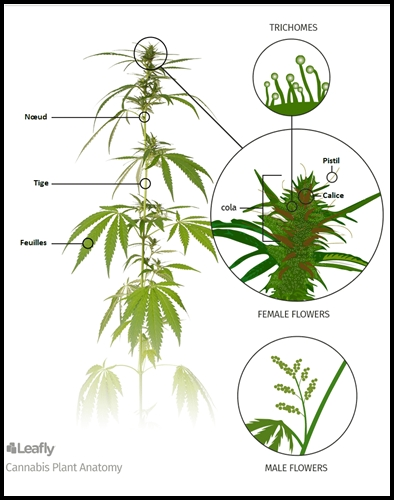 Zoom sur la structure et forme du cannabis !
